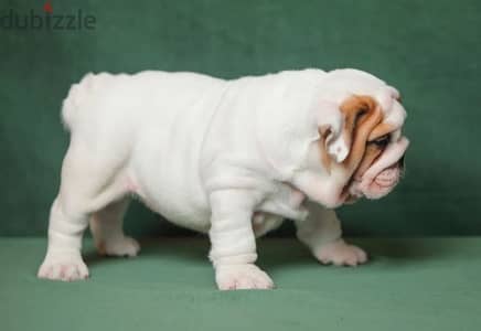 English bulldog puppies boy from Russia