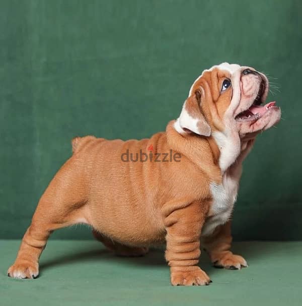 English bulldog puppies boy from Russia 2