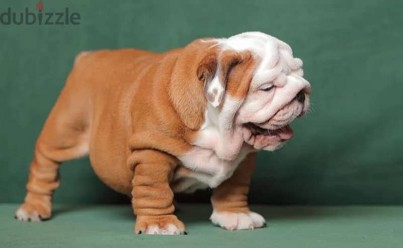 English bulldog puppies boy from Russia 3