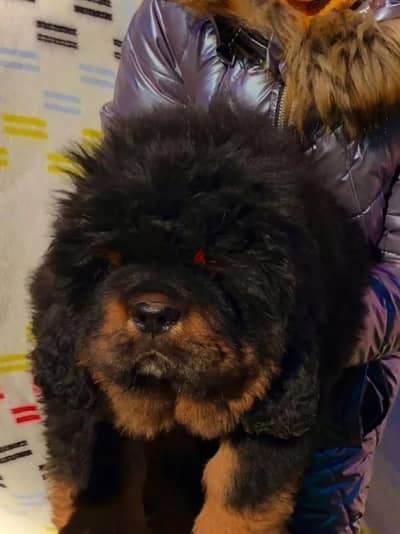 Tibetan mastiff puppy female from Russia