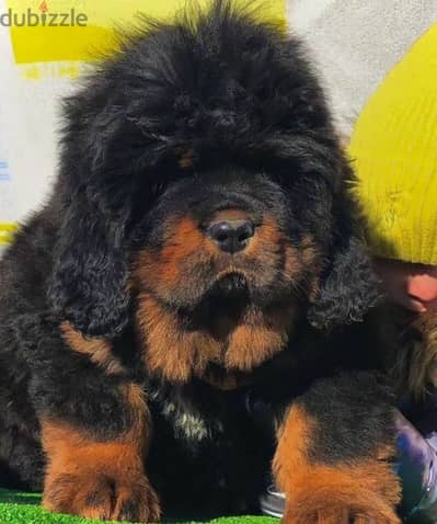 Tibetan mastiff puppy female from Russia