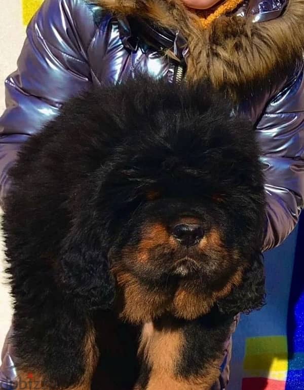 Tibetan mastiff puppy female from Russia 2