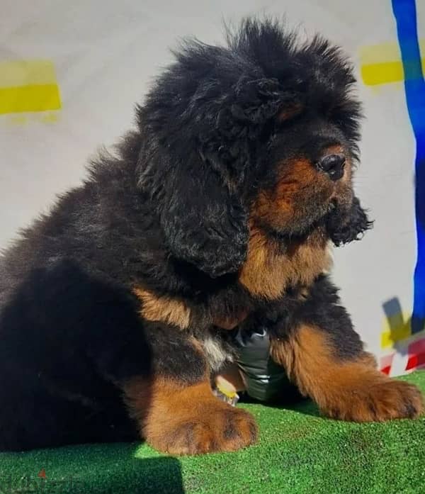 Tibetan mastiff puppy female from Russia 3