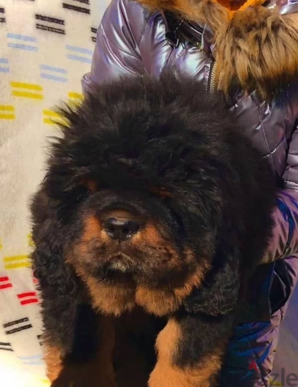 Tibetan mastiff puppy female from Russia 4