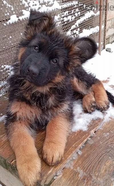 German shepherd boys from Russia