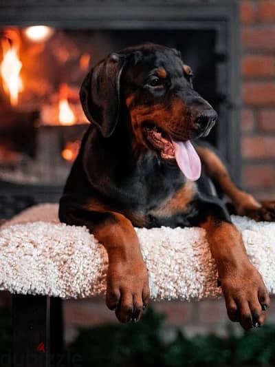 Kennel Gold Victory Offers Doberman puppies for booking