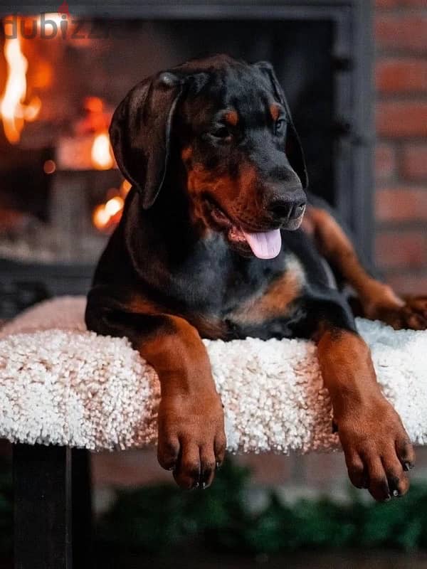 Kennel Gold Victory Offers Doberman puppies for booking 1