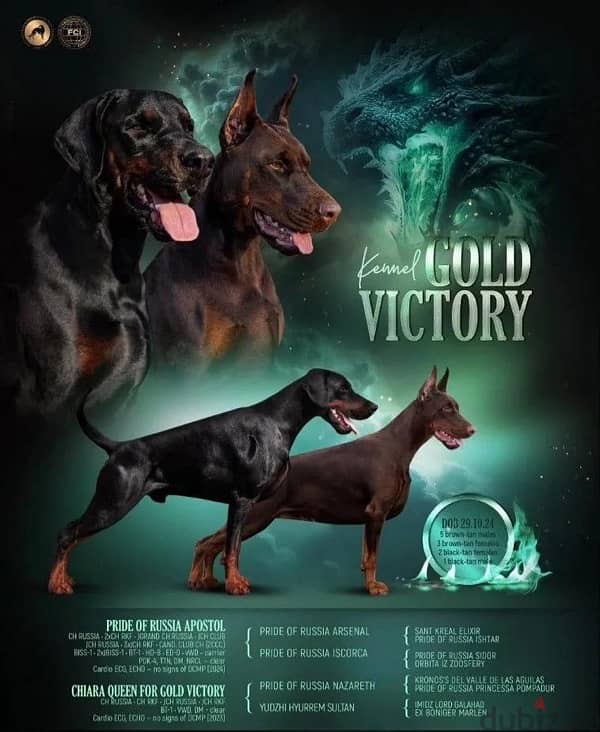 Kennel Gold Victory Offers Doberman puppies for booking 2