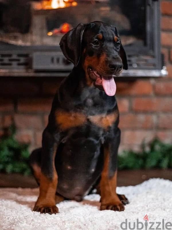 Kennel Gold Victory Offers Doberman puppies for booking 5