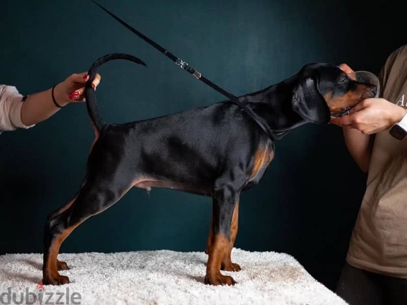 Kennel Gold Victory Offers Doberman puppies for booking 6