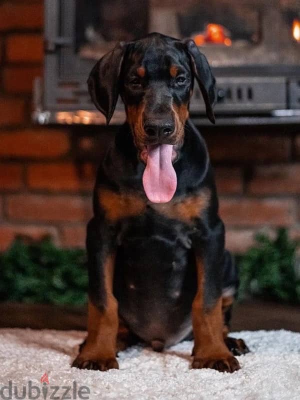 Kennel Gold Victory Offers Doberman puppies for booking 7