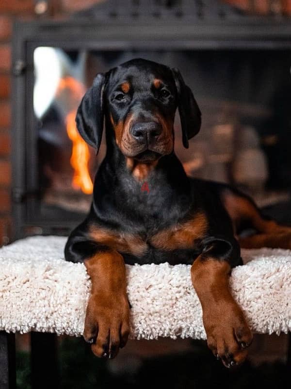 Kennel Gold Victory Offers Doberman puppies for booking 8