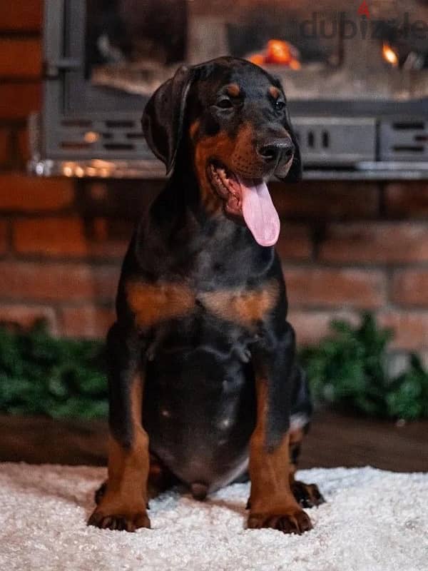 Kennel Gold Victory Offers Doberman puppies for booking 9