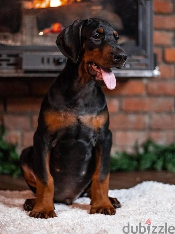 Kennel Gold Victory Offers Doberman puppies for booking 10