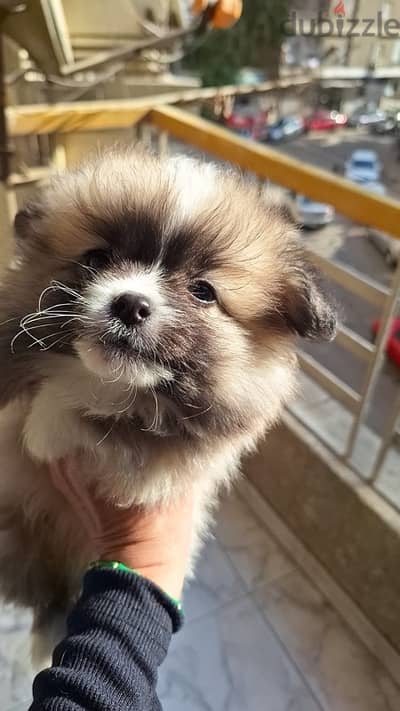 Pomeranian Male بومرينيان