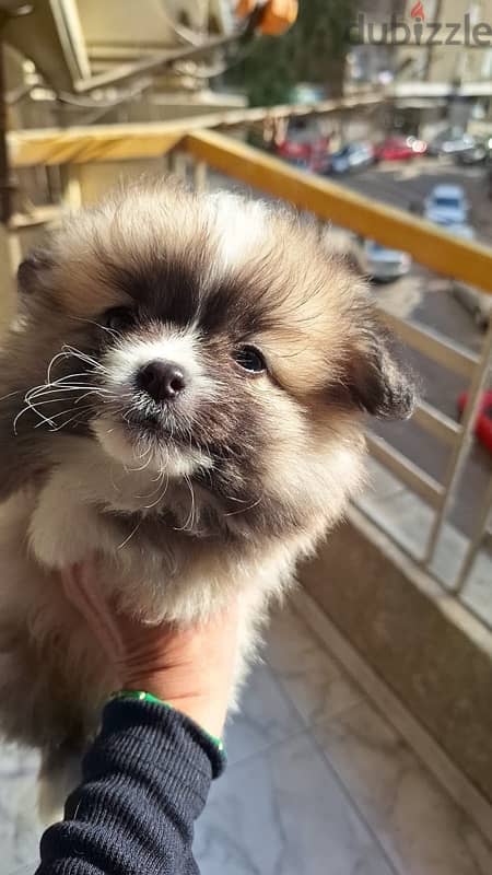 Pomeranian Male بومرينيان 0