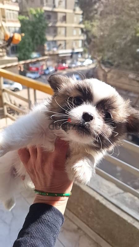 Pomeranian Male بومرينيان 1