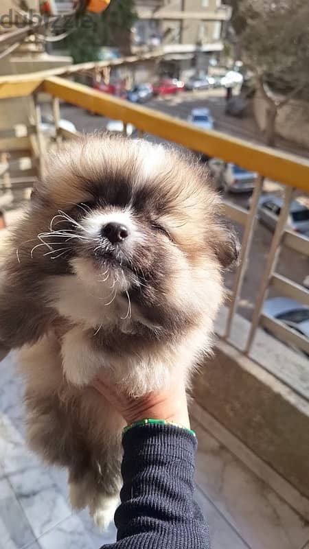 Pomeranian Male بومرينيان 2