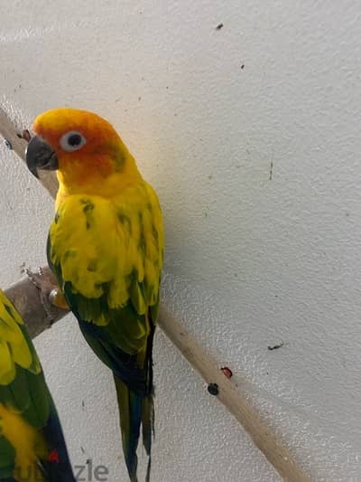 male and female sun conure parrots