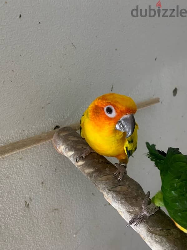 male and female sun conure parrots 1