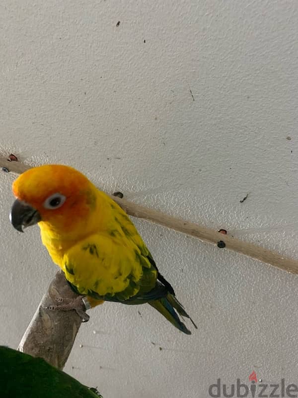 male and female sun conure parrots 2