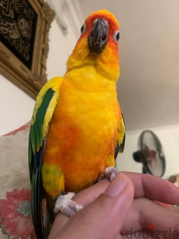 male and female sun conure parrots 3