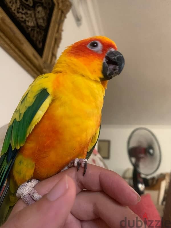 male and female sun conure parrots 4