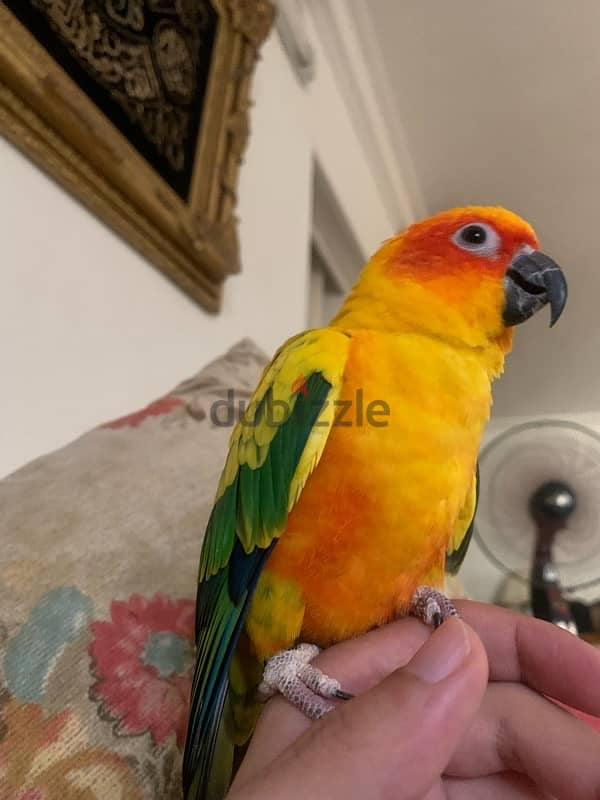 male and female sun conure parrots 5