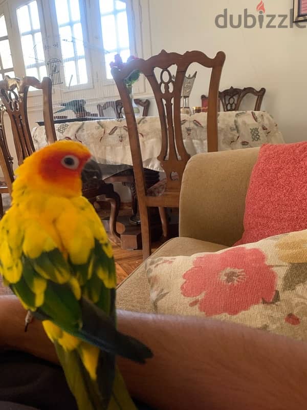 male and female sun conure parrots 6