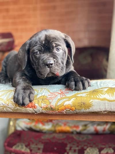 Cane corso كين كورسو