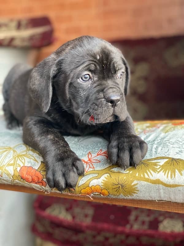 Cane corso كين كورسو 2