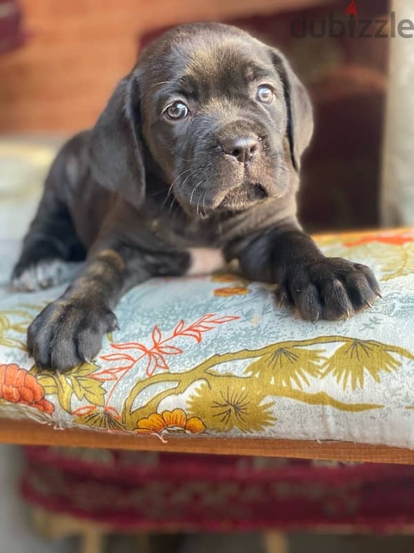 Cane corso كين كورسو 5