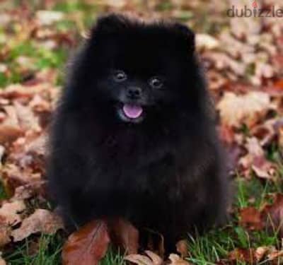 مطلوب بنت بومرينيان pomeranian