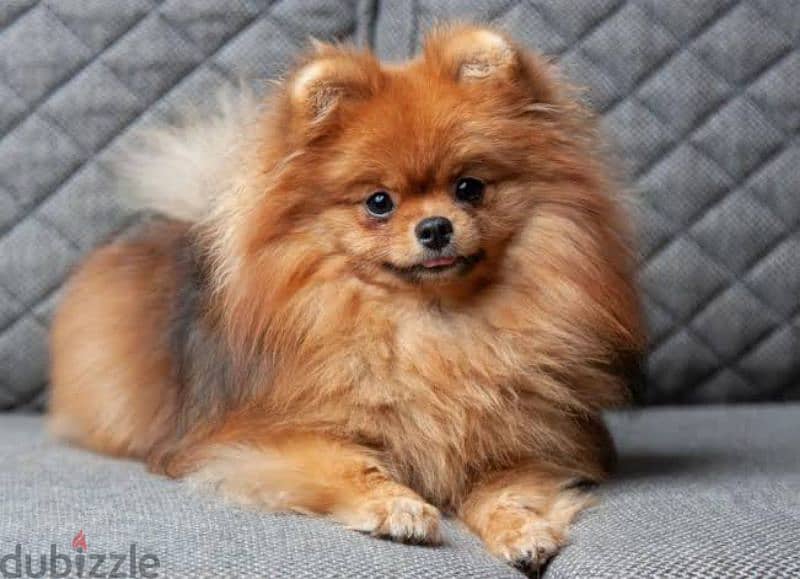 مطلوب بنت بومرينيان pomeranian 1