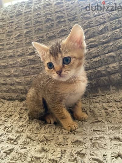 Scottish straight female kitten