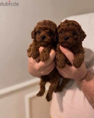 toy poodle puppies توي بودل