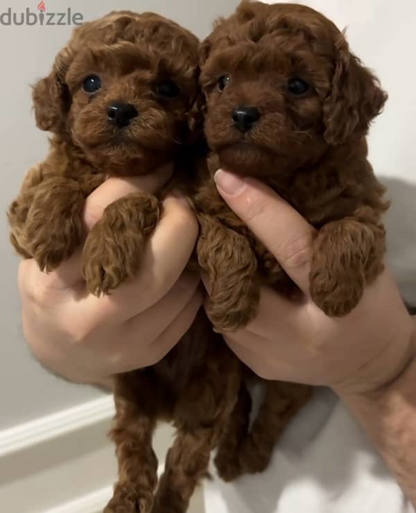 toy poodle puppies توي بودل 1