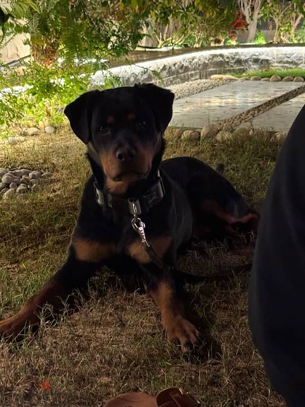 Female Rottweiler 1