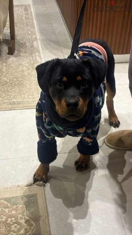 Female Rottweiler 2