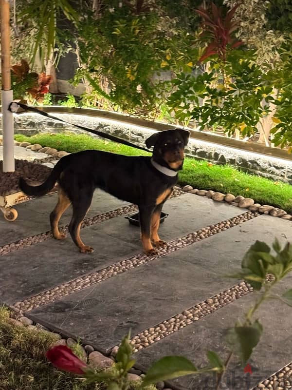 Female Rottweiler 0