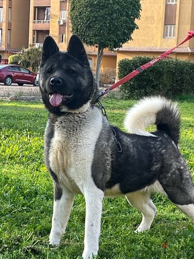 American akita female top quality