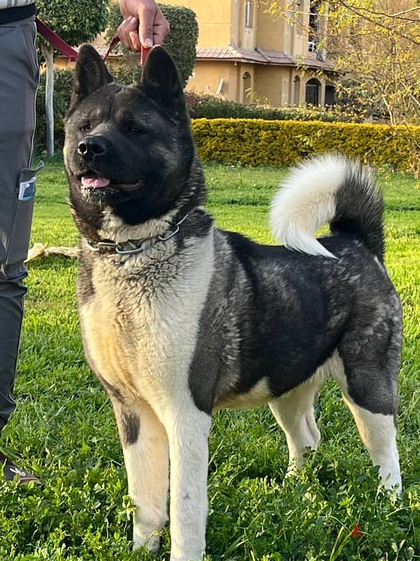 American akita female top quality اكيتا 1