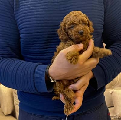 amazing red brown toy poodle male