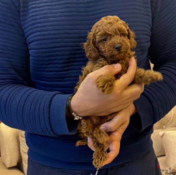 amazing red brown toy poodle male 0