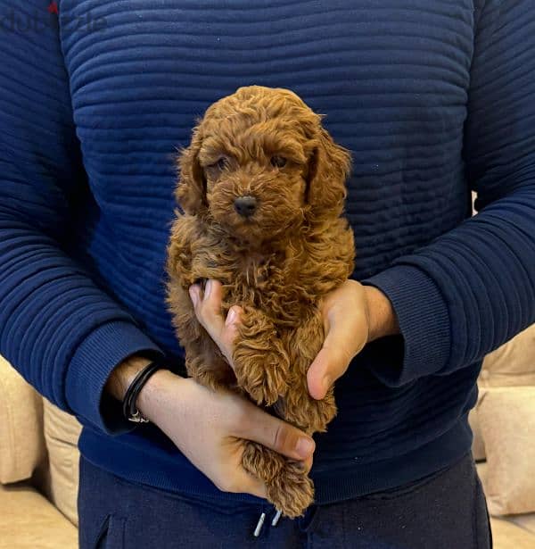 amazing red brown toy poodle male 1