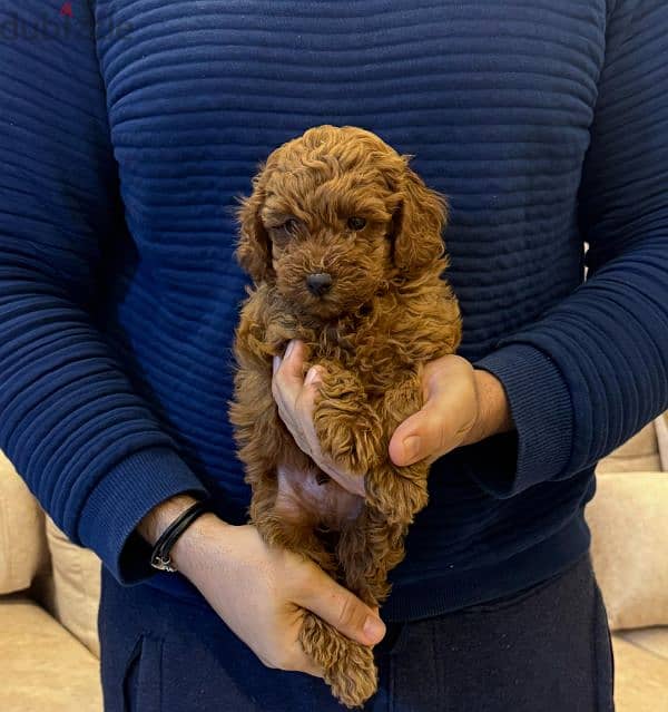 amazing red brown toy poodle male 2