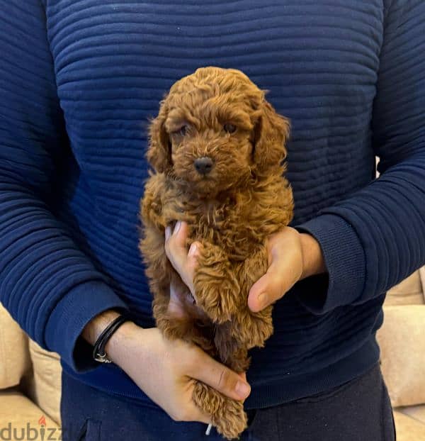 amazing red brown toy poodle male 3