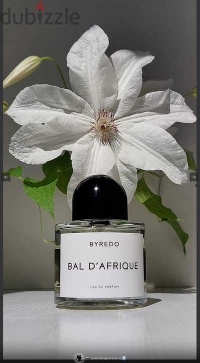 Unleash Your Spirit with the Warm, Sensual Glow of Bal d’Afrique