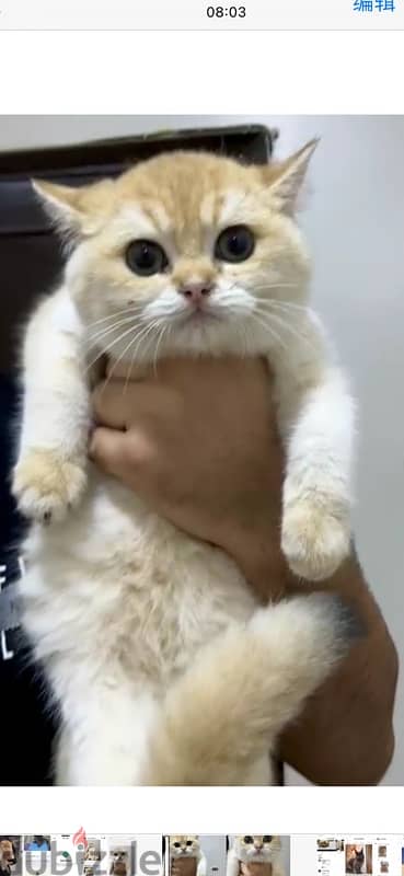 British Shorthair ny12 1