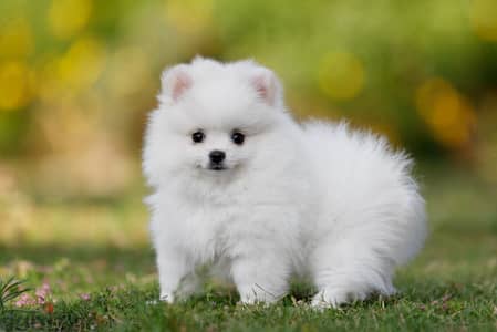 teacup pomeranian - بومرينيان